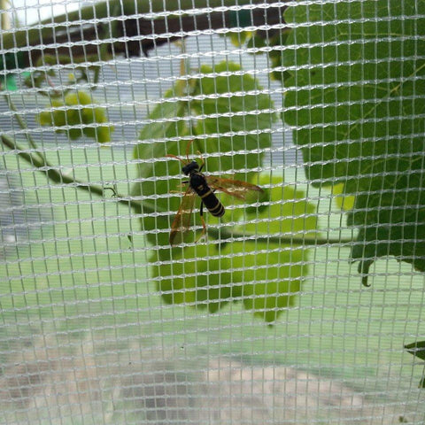 Anti-Hail, Butterfly & Wasp Netting